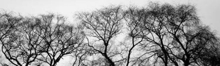 cropped-black-and-white-trees-winter-branches.jpg